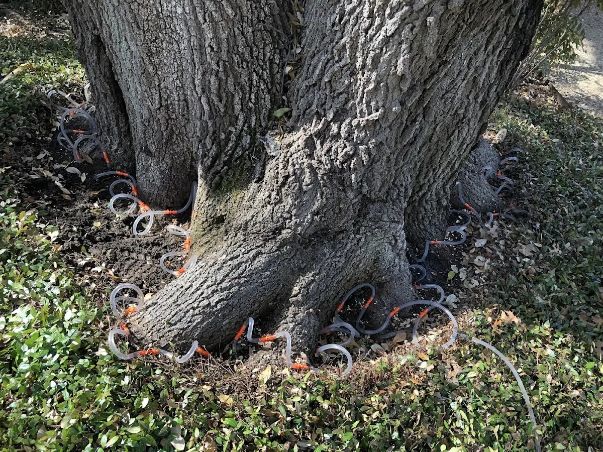 Detailed Tree Cabling and Bracing job site in Varney